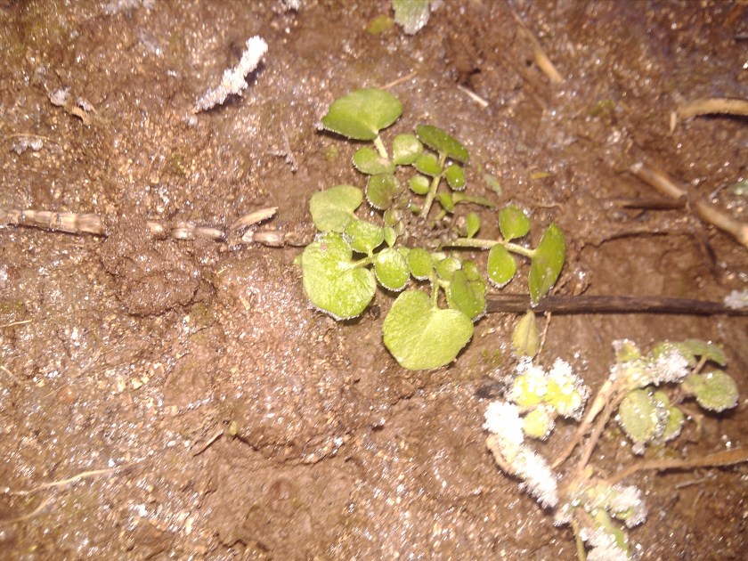 2013-01-13_16-46-42_199