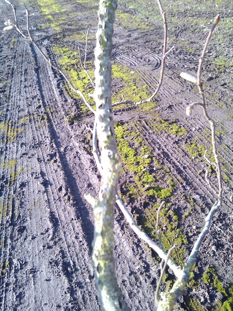 2013-01-17_13-34-19_782