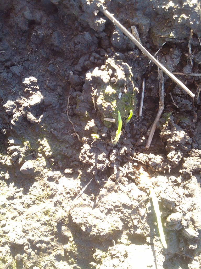 2013-03-07_16-23-56_154