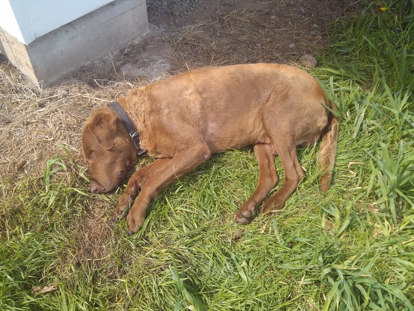 2013-04-17_12-06-05_530