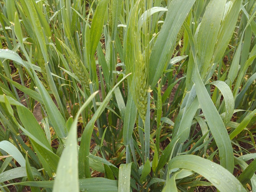 2013-05-16_14-49-10_910