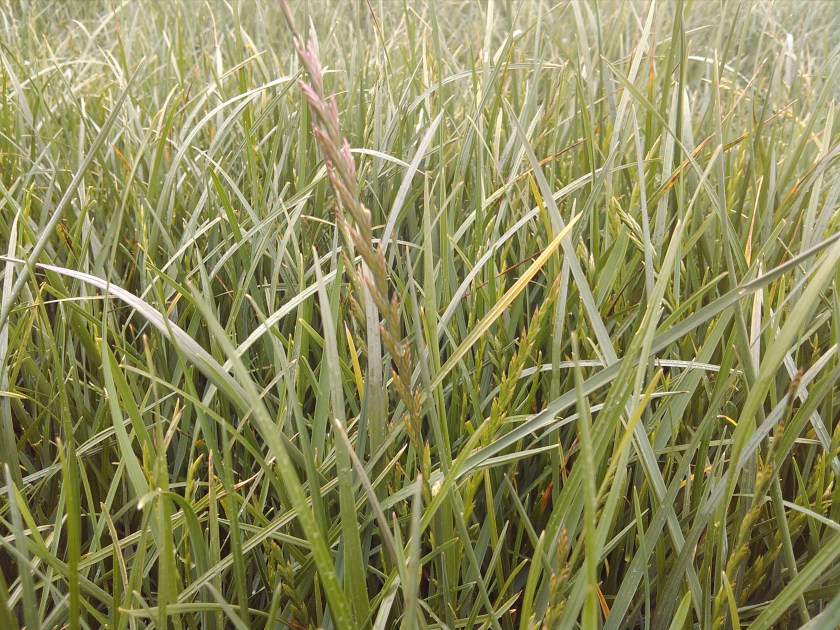 2013-05-16_14-51-59_35