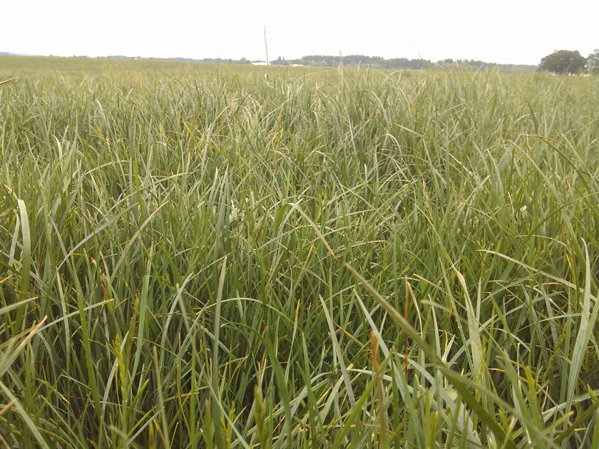 2013-05-16_14-52-06_43