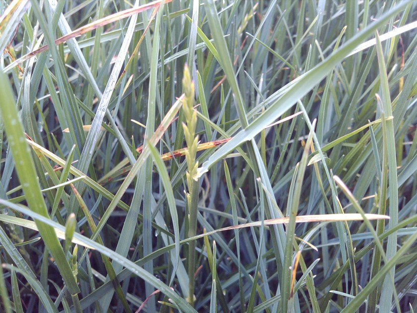 2013-05-16_14-52-31_987