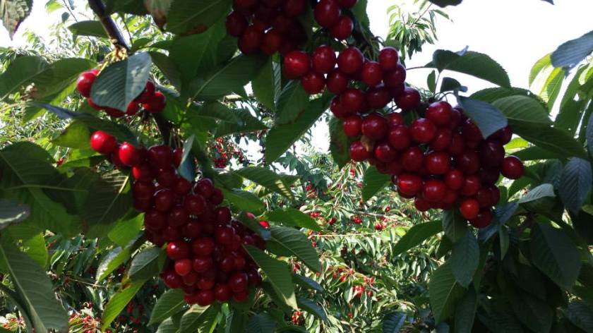 76564_510989922308306_1649402416_n