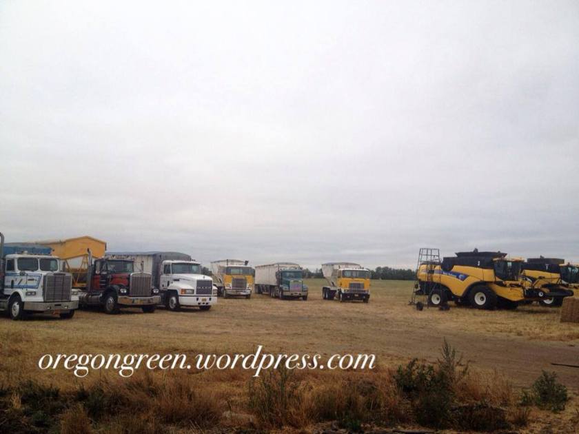 1150820_506955766051027_732837584_n