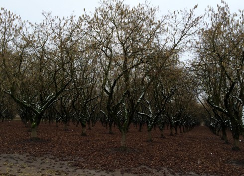 Hazelnut Trees & Snow