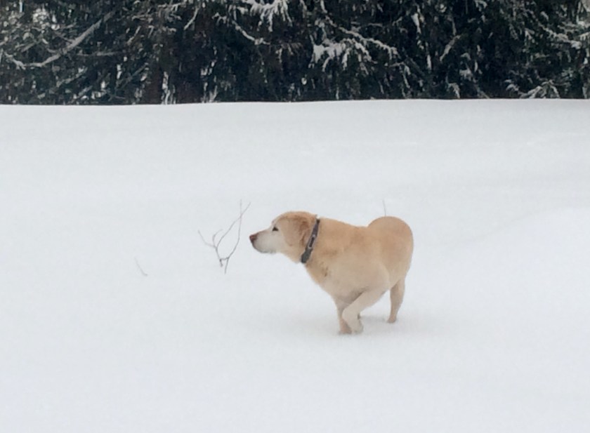 Farm Dog in the Snow