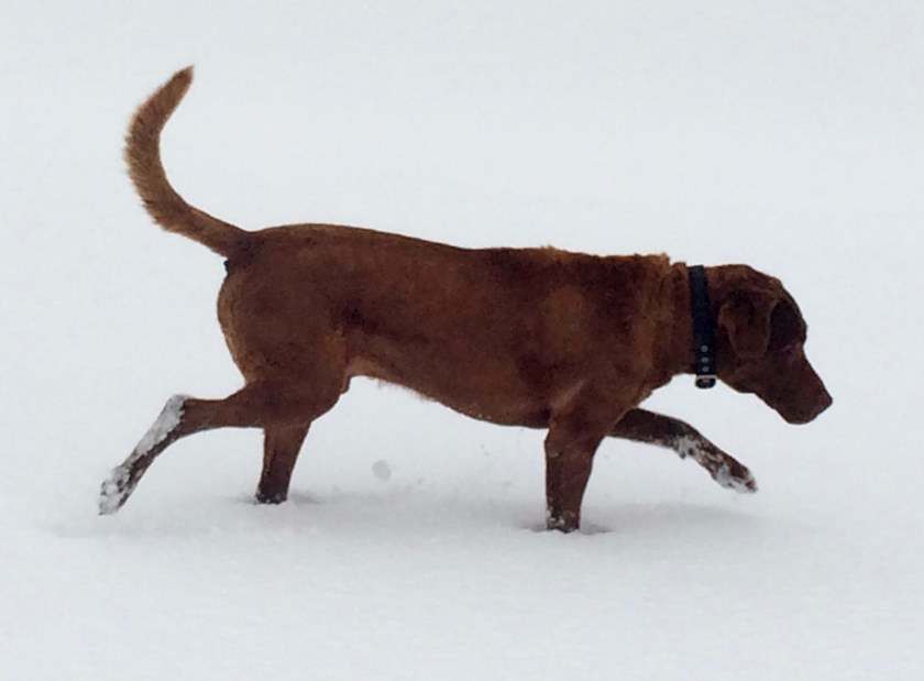 Farm dog in the snow