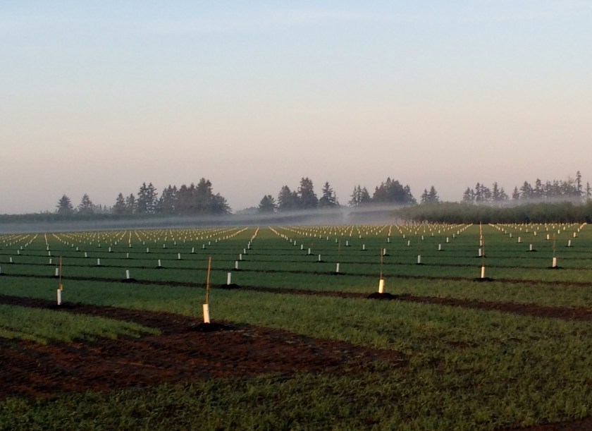 Spring Wheat and hazelnuts
