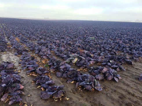 Cabbage Update – NuttyGrass