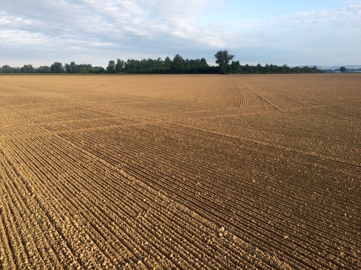 It’s Green Bean&nbsp;Time