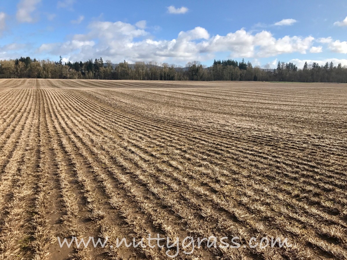 Checking on a Baby&nbsp;Field