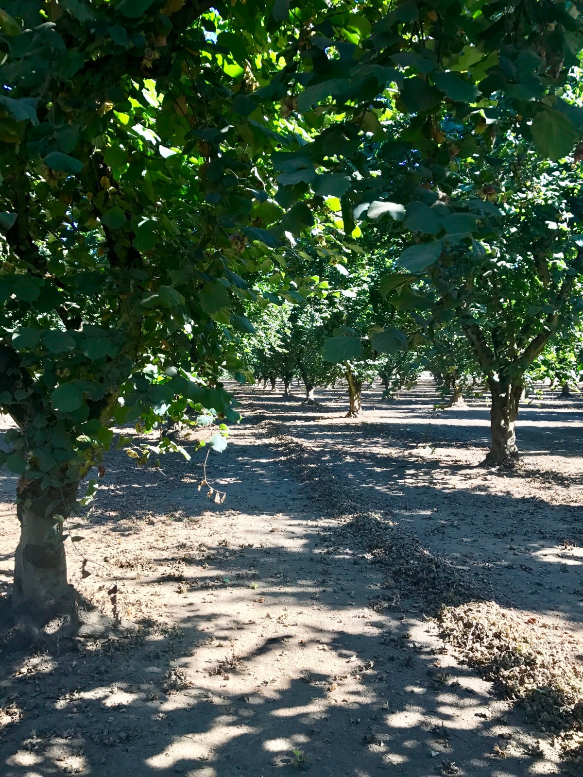 Hazelnut Harvest 2017