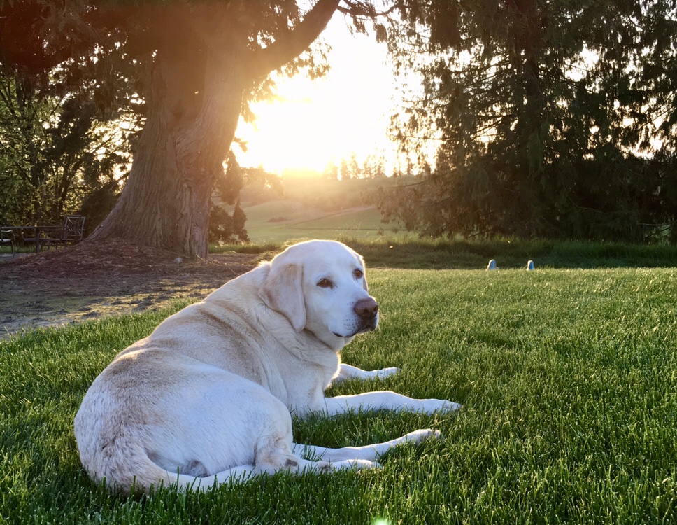 Goodbye Old Farm&nbsp;Dog