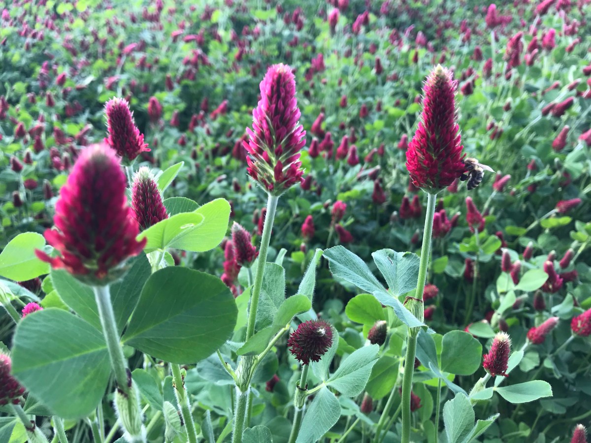 Blooming Crimson Clover