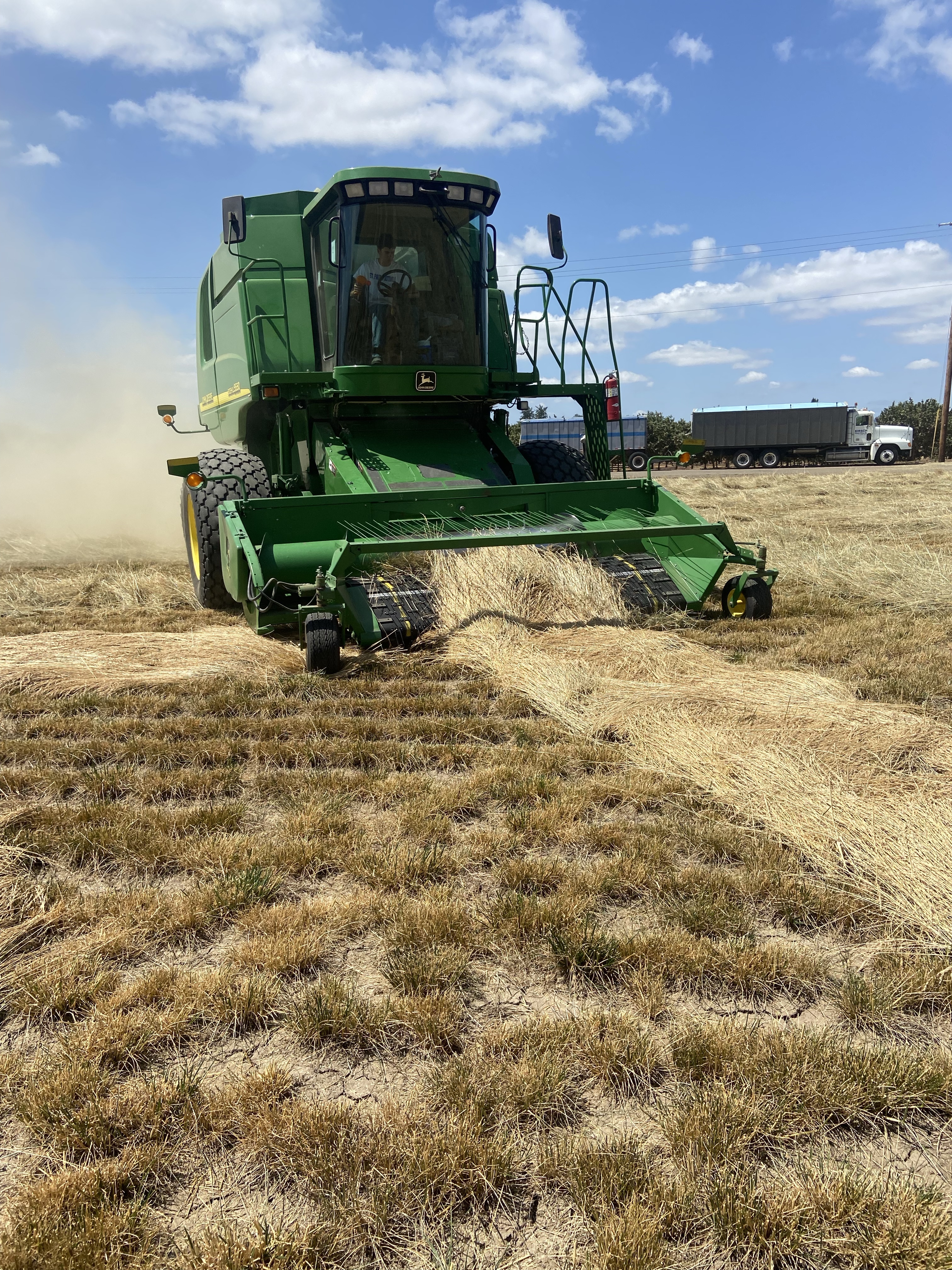 The start, the middle, or the end of harvest? – NuttyGrass